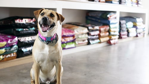 The Best Pet Supply Stores in Charlotte, NC