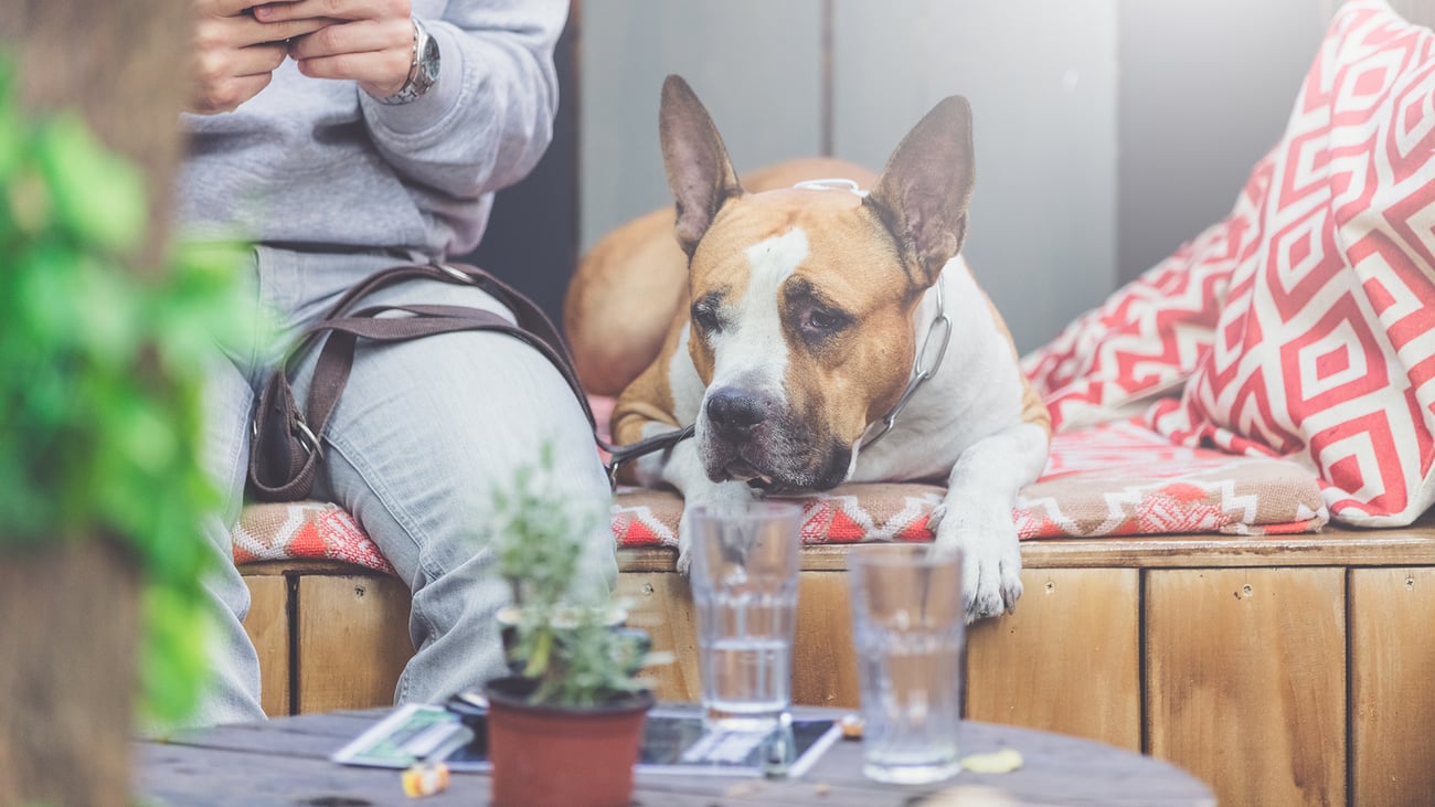 The Best Dog-Friendly Bars in Chicago, IL