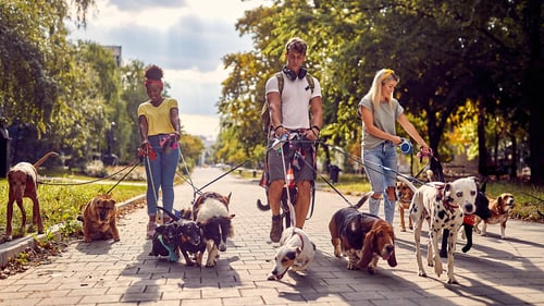 The Top Dog Walkers in Austin, TX