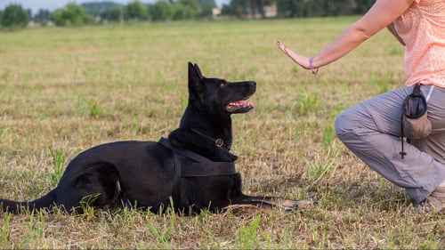 The Best Dog Trainers in Chicago, IL