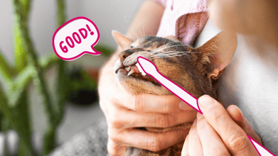 Cat Dental Care: Keeping Your Cat's Teeth Clean