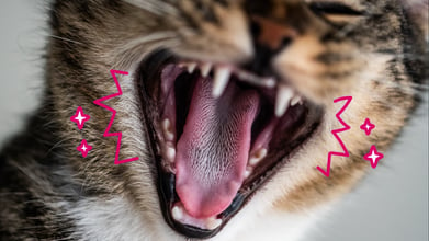 Tooth Resorption in Cats: What You Need to Know