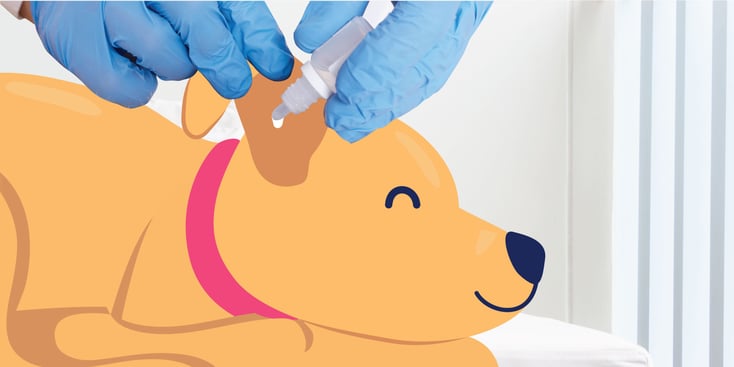 Dog having its ear cleaned by veterinarian illustration 