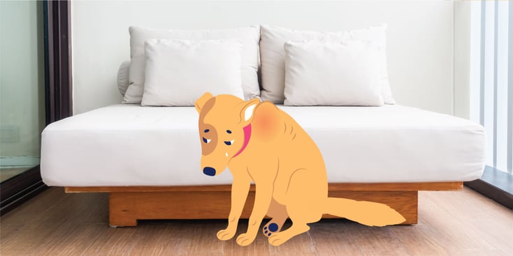 Dog with shoulder pain illustration 