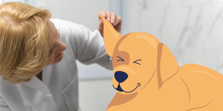 Dog with ear pain being checked by a vet illustration