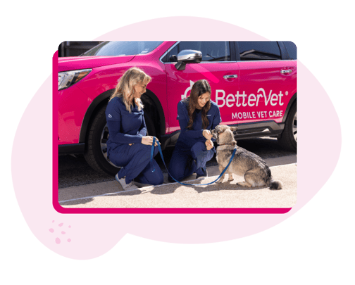 BetterVet, mobile vet near me - mobile veterinarians outside of home with dog post appointment.