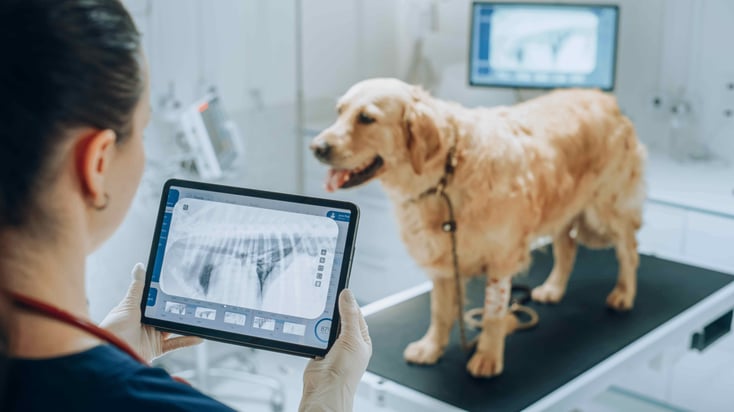 The impact of AI on pet care