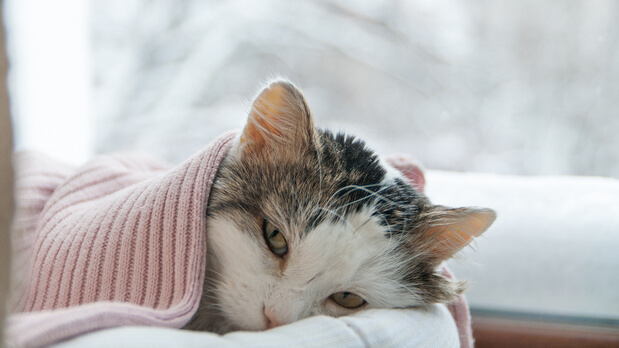 Anemic cat in a blanket