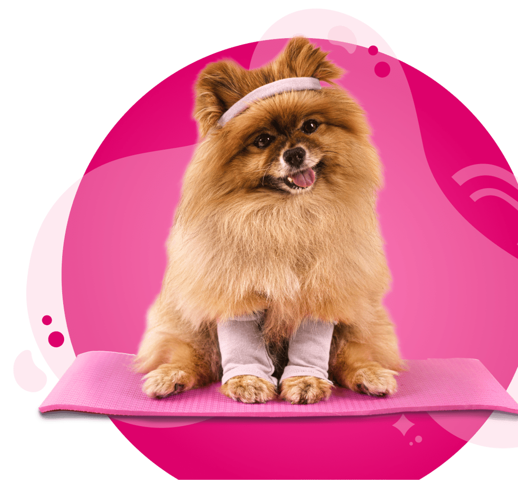 Stress-Free, In-Home Veterinary Care