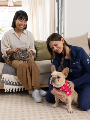 bettervet-client-holding-cat-while-veterinarian-checks-dog-cropped