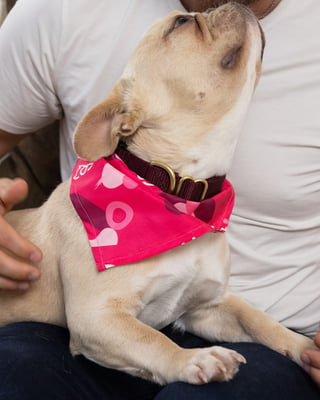 bettervet-client-with-pug-in-lap-and-bandana-cropped