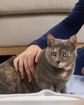 bettervet-veterinarian-weighing-cat-during-wellness-exam-cropped