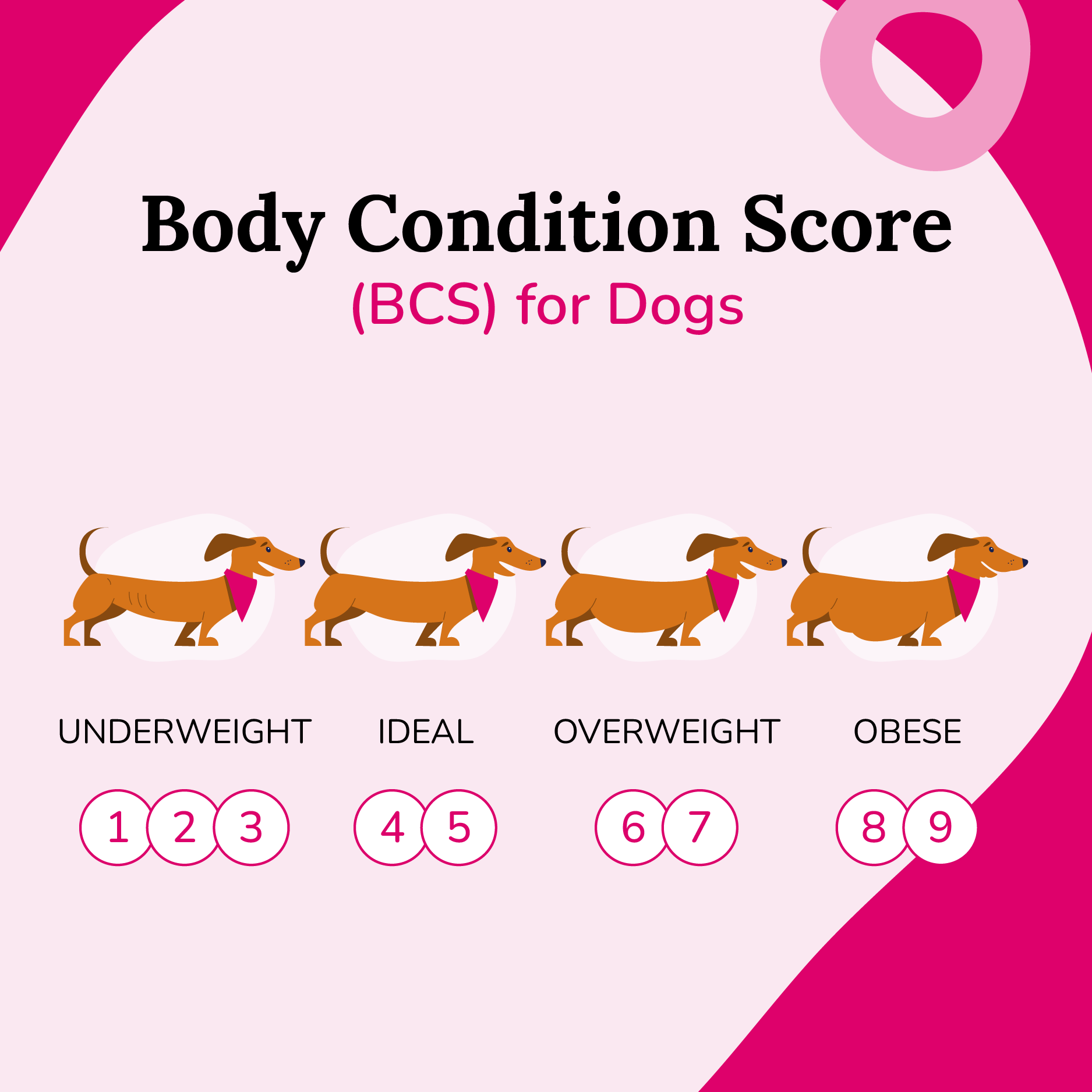 Is My Dog Overweight? 7 Ways To Help | BetterVet