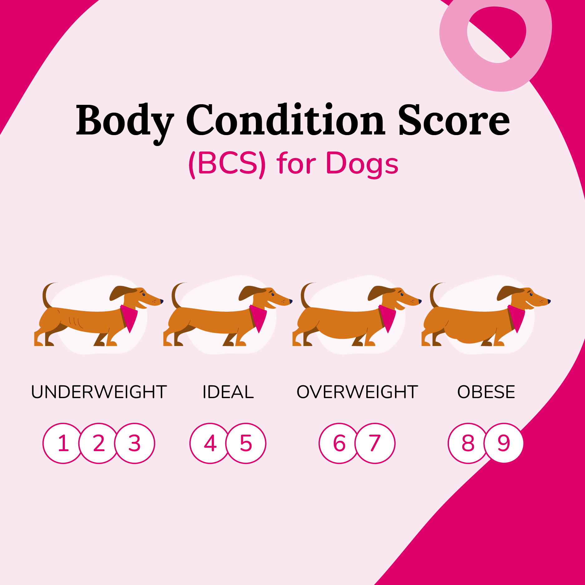A body condition score (BCS) chart to determine ideal body weight in dogs.