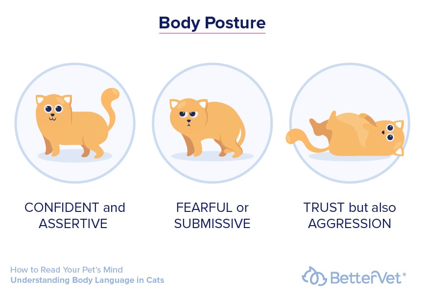 body-posture-cats-infographic