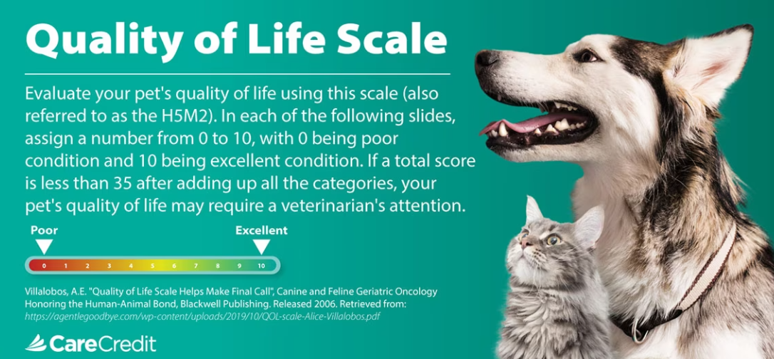An infographic on how to understand the pet quality of life scale.