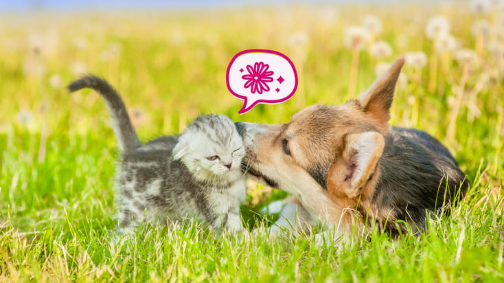 A cat and dog playing in the grass during Spring.