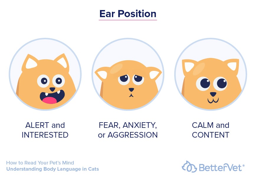 cat-ear-position-infographic
