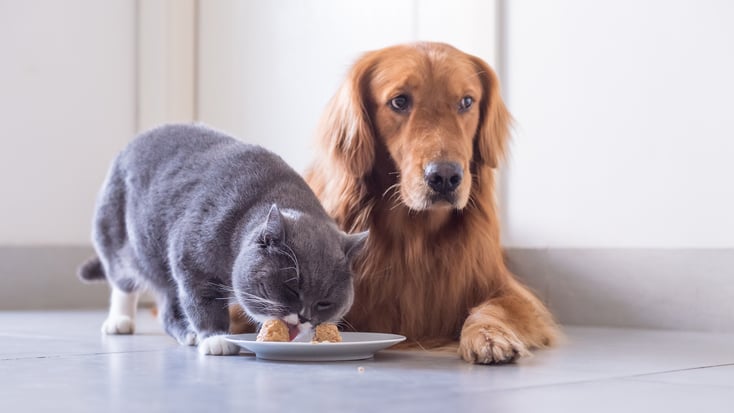 A cat eating dog food