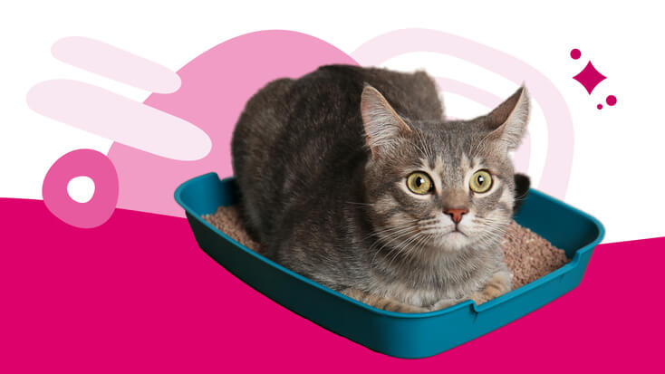 Cat in a litterbox with constipation