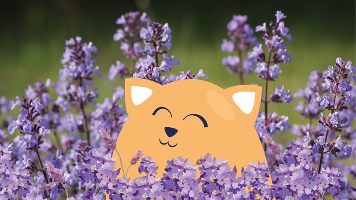 Illustration of a happy cat inside a catnip field.