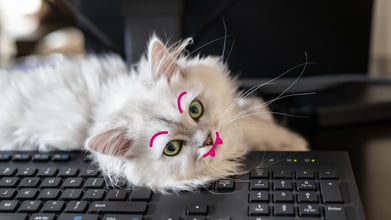 A cat laying on the keyboard of their owner who's working from home.