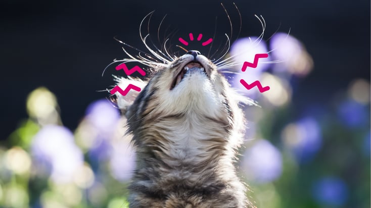 A cat in a field of flowers sneezing due to seasonal allergies.