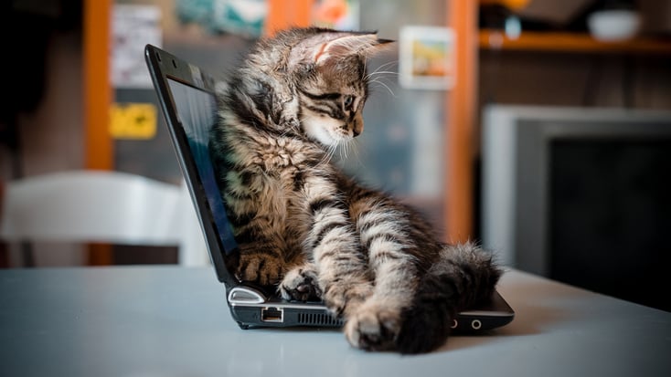 Why Do Cats Sit on Laptops? 4 Common Reasons | BetterVet