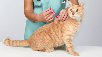 Kitten and Cat Vaccinations: Schedule, Types, and Side Effects