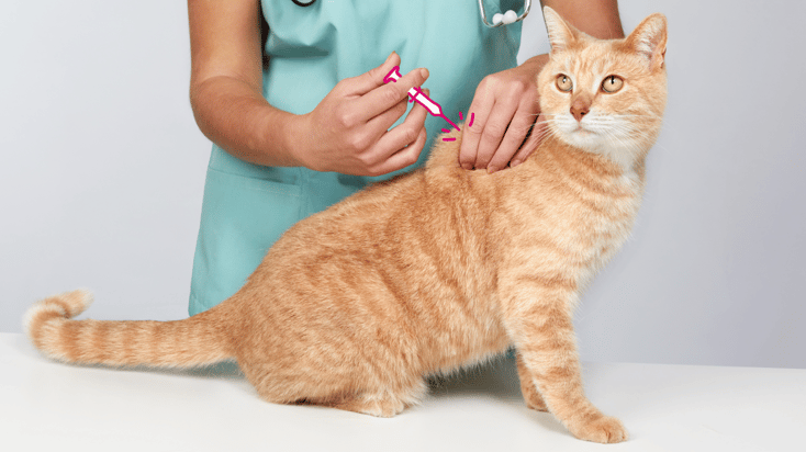 A cat receiving a vaccination from a veterinarian.