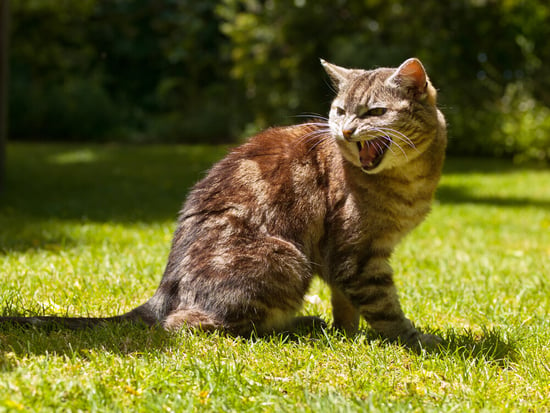 Cat showing aggressive behavior