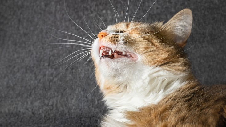 A cat sneezing