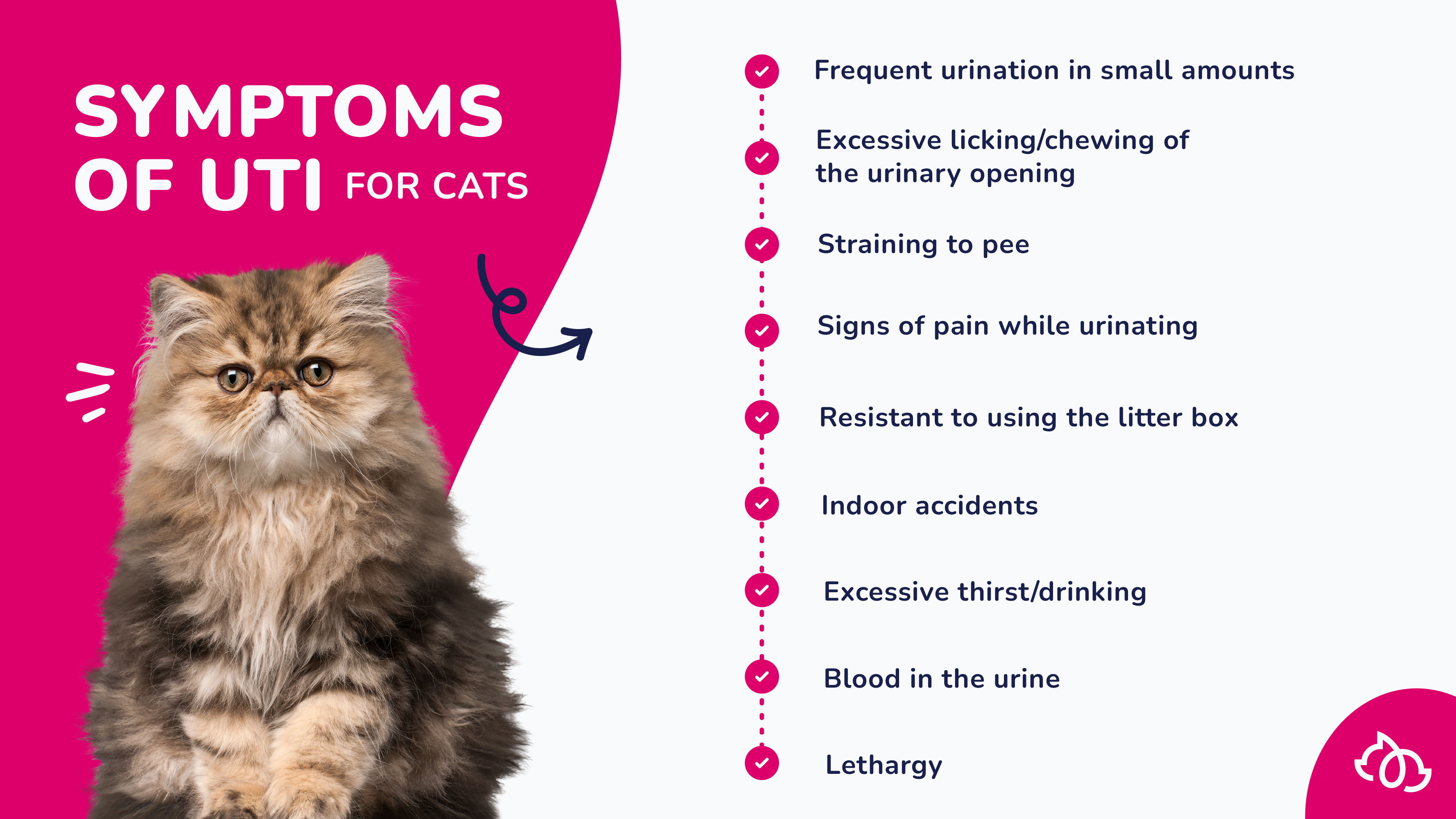 The signs and symptoms of UTIs in cats infographic.
