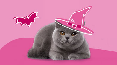 Cat with a witch hat for Halloween