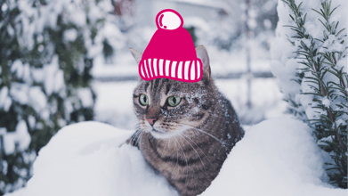 A cat staying warm during winter with a hat on