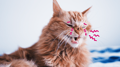 Toothaches in Pets: Causes, Symptoms, Treatment, and Prevention