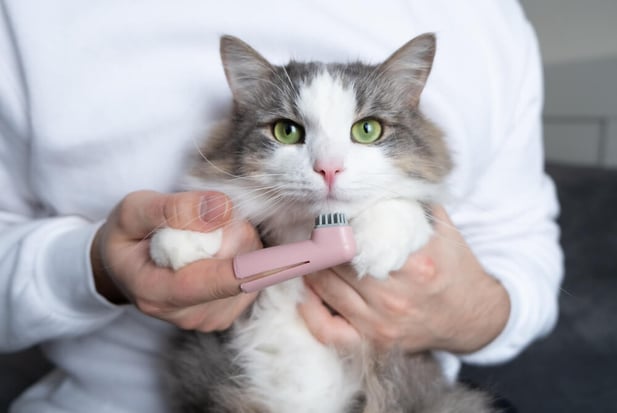 Owner holding cat with toothbrush in front of mouth