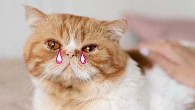 Watery Eyes in Cats: Common Causes and Treatments