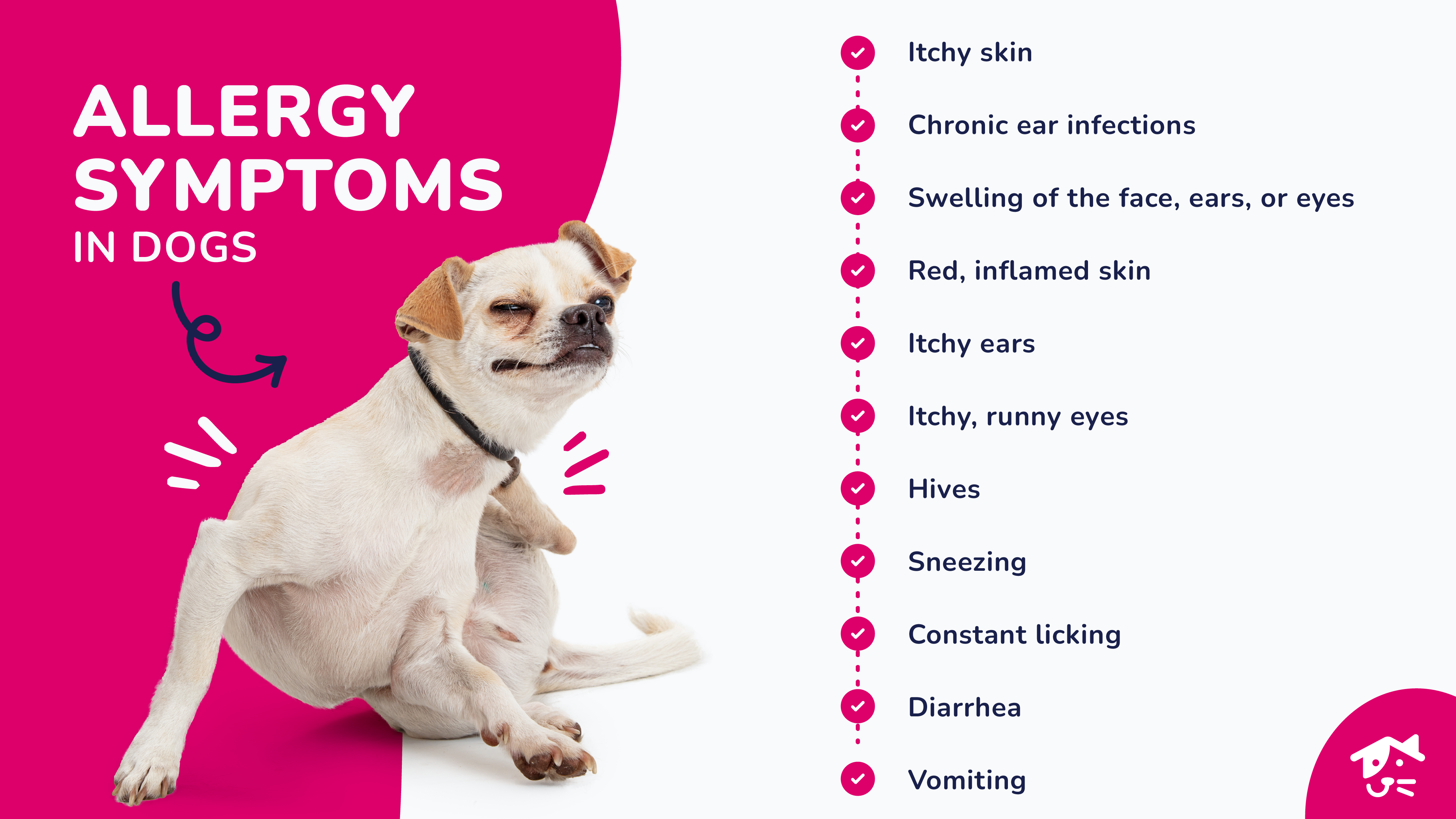 An infographic of the most common allergy symptoms in dogs.