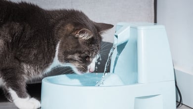 Cat drinking water due to dehydration