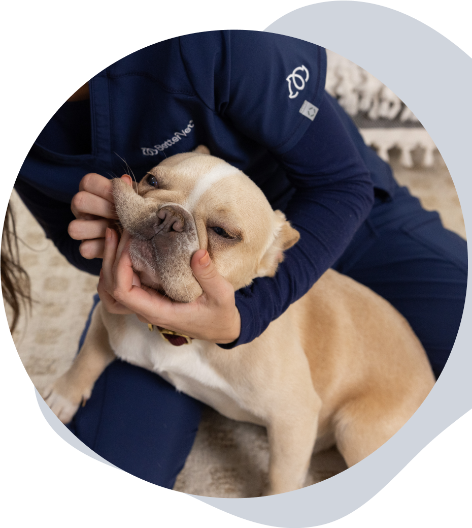 Mobile Pet Dental Cleaning & Care BetterVet