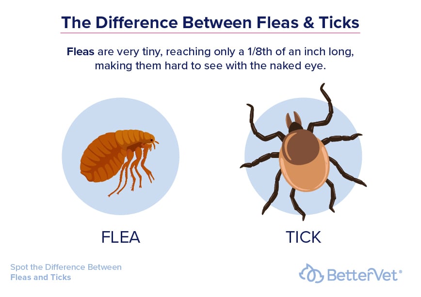 The difference between what fleas and ticks look like illustration.