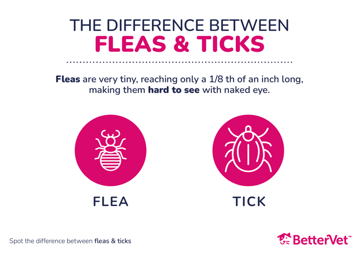 Infographic showing the difference between fleas and ticks.