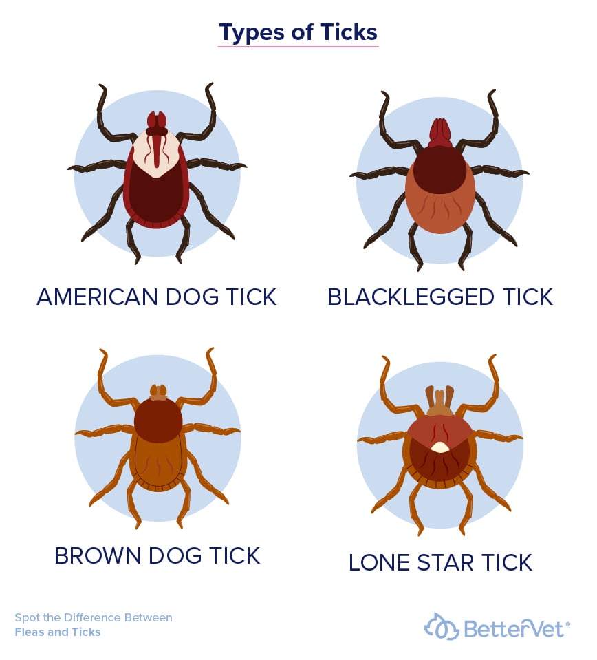 Illustration of the different types of ticks and what they look like.