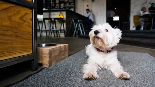 The Best Dog-Friendly Bars in Thousand Oaks, CA