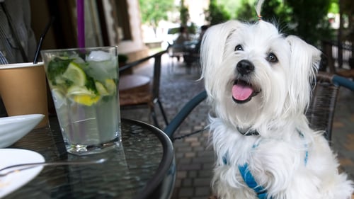 The Best Dog-Friendly Bars in Baltimore, MD
