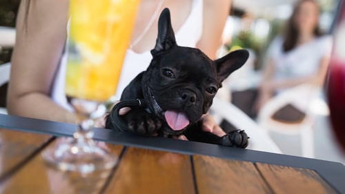 The Best Dog-Friendly Breweries in Brooklyn, NY