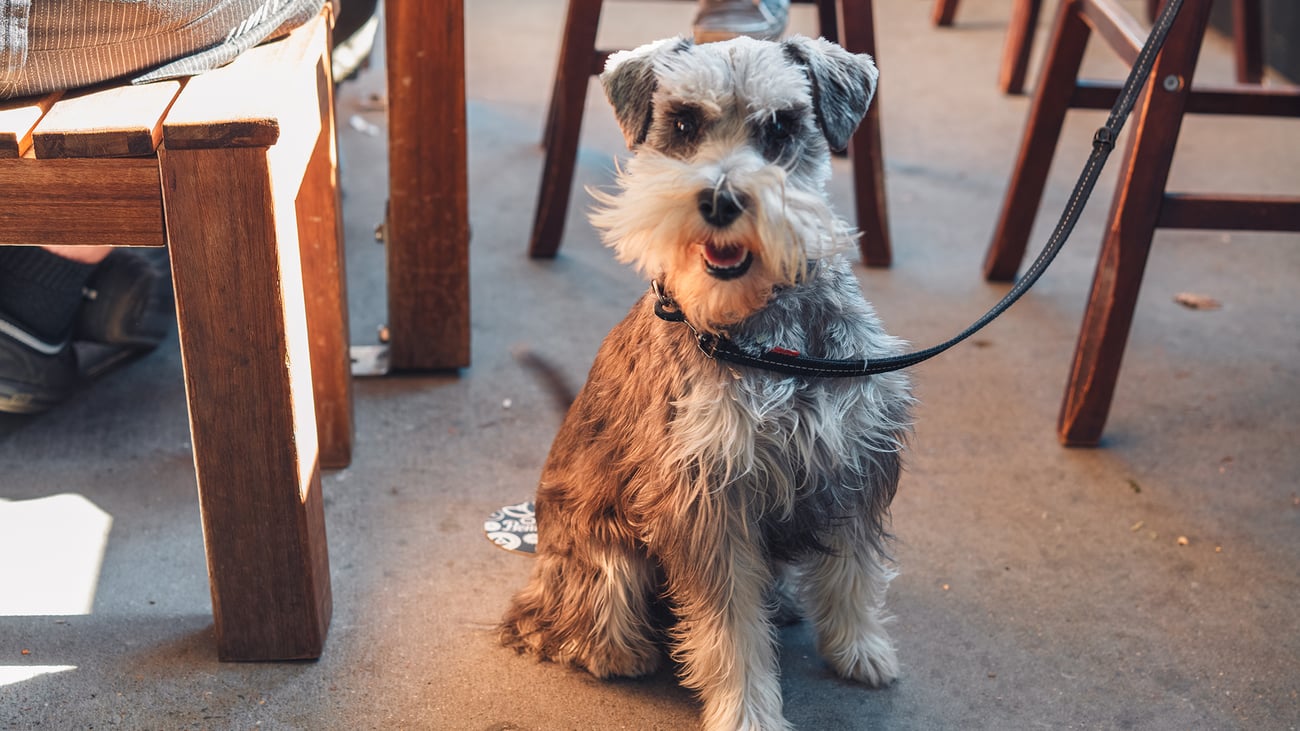 The Best Dog-Friendly Breweries in Southern New Jersey