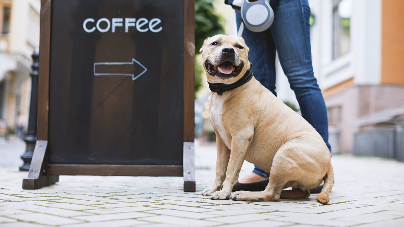Dog-Friendly Cafes & Coffee Shops in Boston, MA