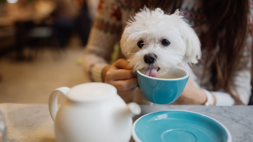 Dog-Friendly Cafes & Coffee Shops in Eugene, OR